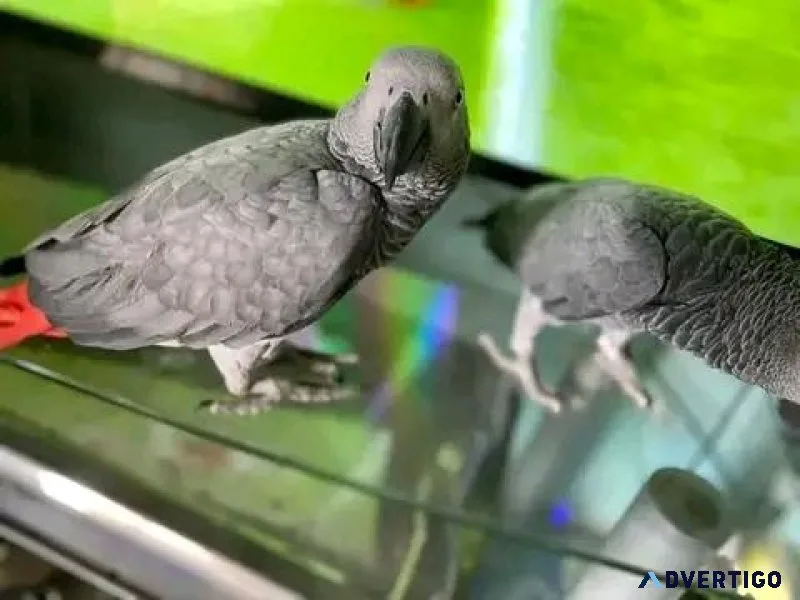 African grey parrots for sale