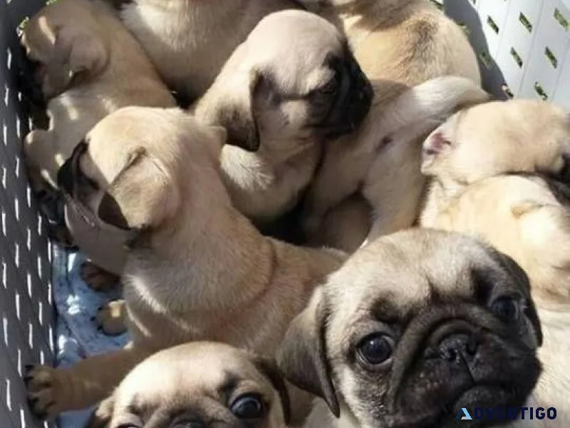 NICE PUG PUPPIES REHOMING