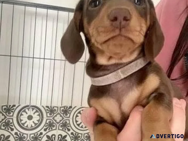 Adorable dachshund puppies