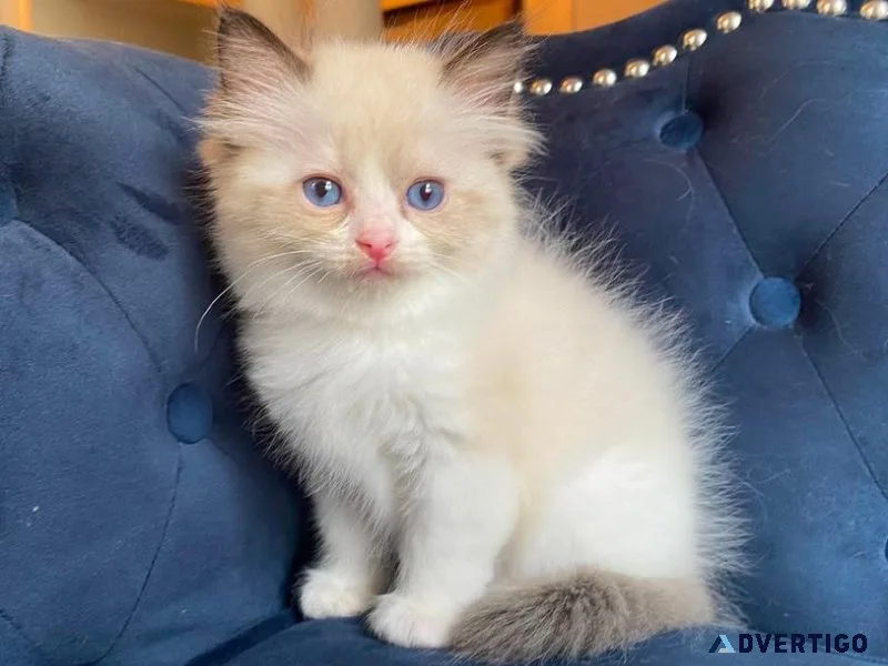 Cute Ragdoll Kittens for Adoption