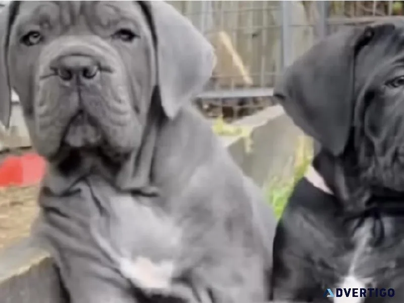 Cane Corso