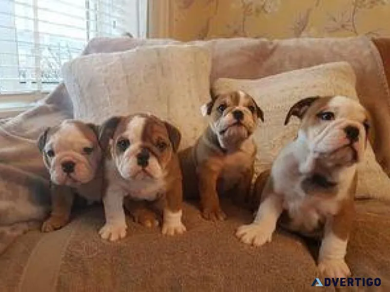 Male and Female English Bulldog Ready Now