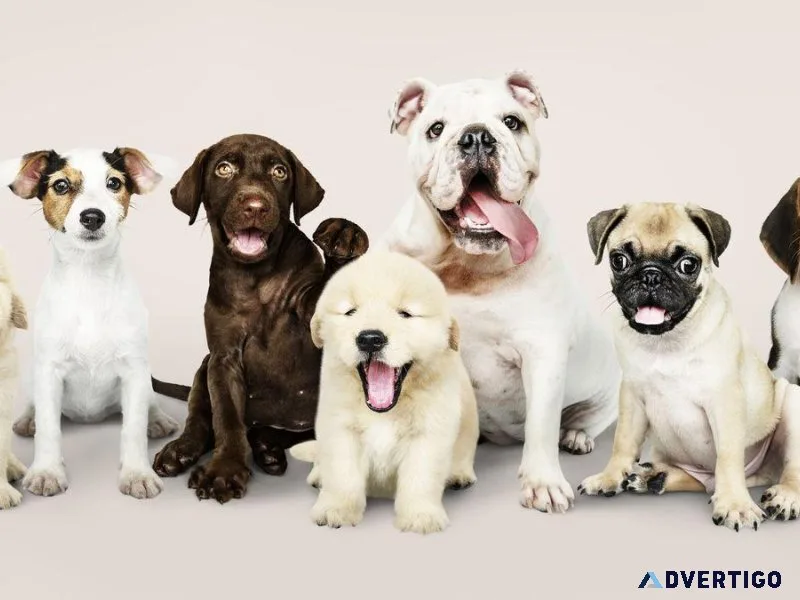Any types of Dogs