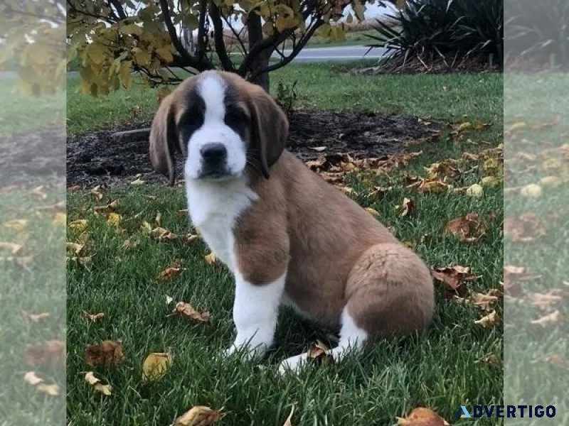 Saint Bernard Puppy