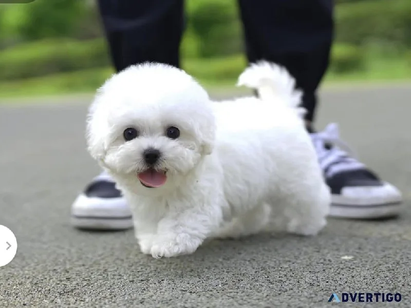 Teacup Maltese puppies male and female