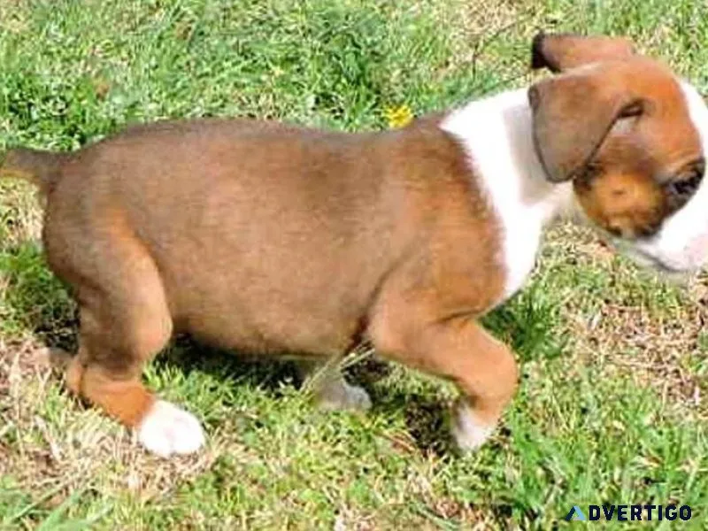 Quality Boxer pups