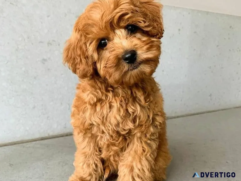 Cute Mini Goldendoodle Pups