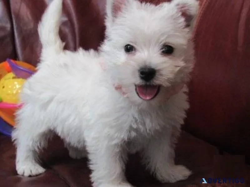 West Highland White Terrier Puppies
