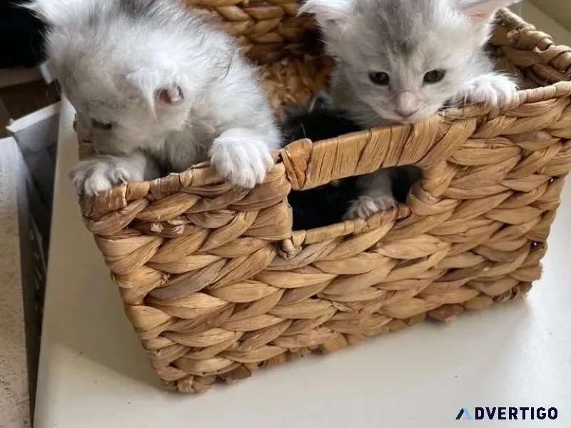 Maine Coon Kittens Available