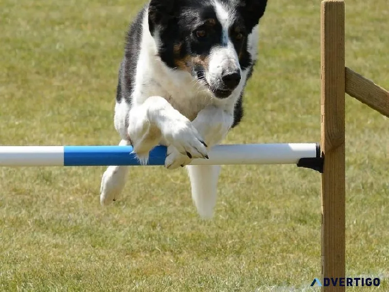 Best Dog Trainer in Kochi  Expert Guidance