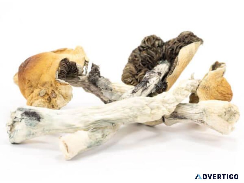 Blue Meanies Mushrooms for sale