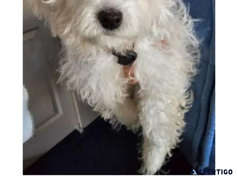 Toy poodle