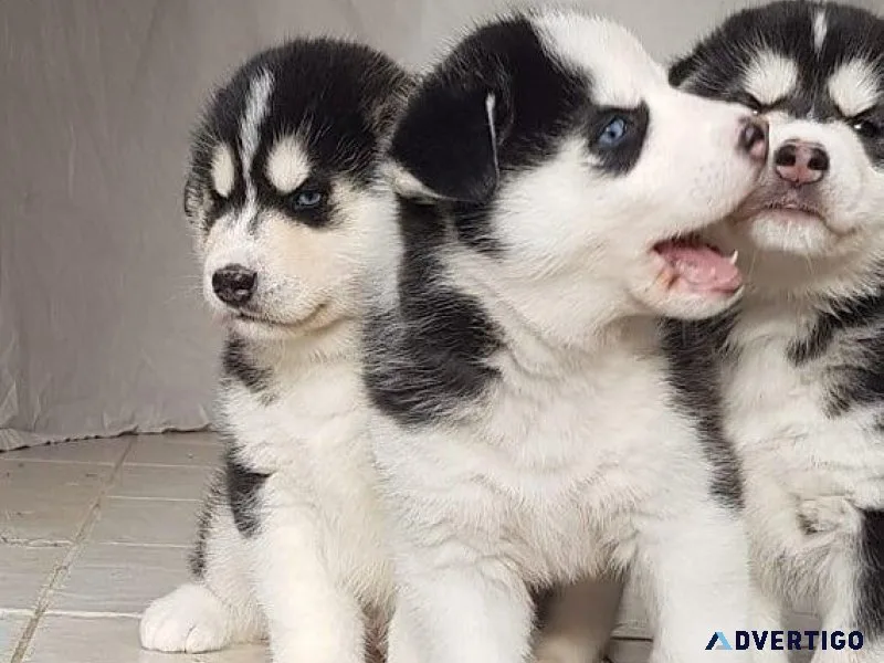 Gorgeous Siberian husky puppies