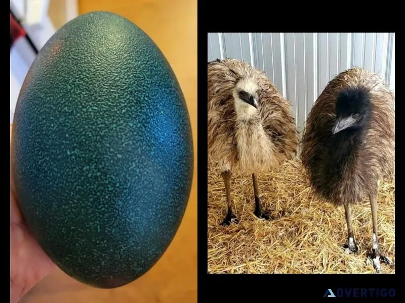 Fertile Fresh Emu Eggs for Hatching