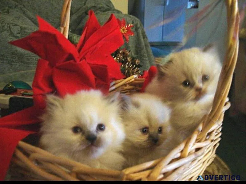 Himalayan Kittens of European Roots