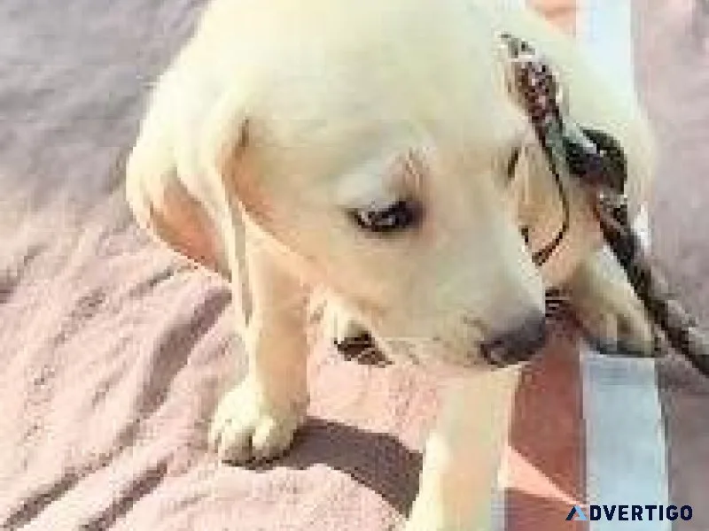Labrador Retriever puppies