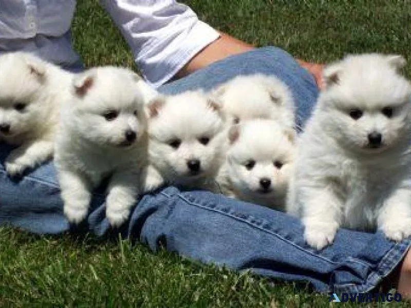 Lovely Japanese Spitz Puppies