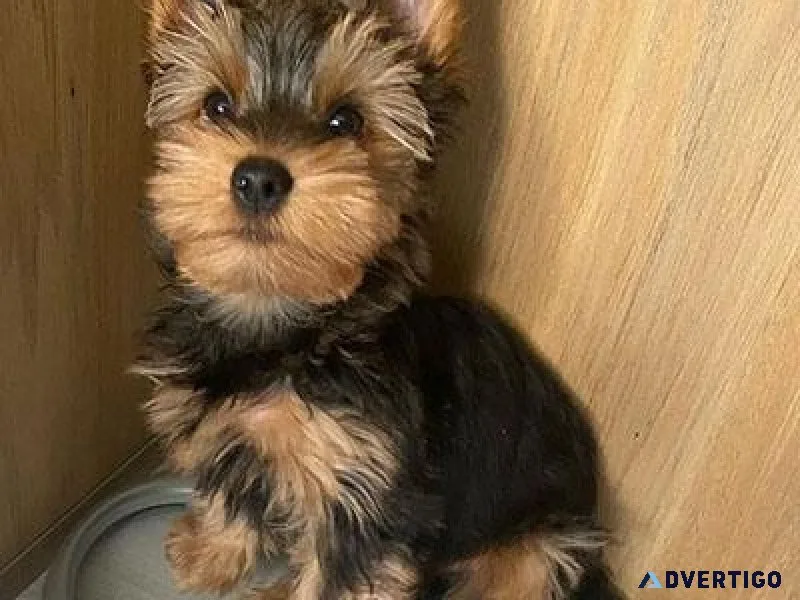 Yorkie puppies ready. 1 male and 1 female AKC Registered.