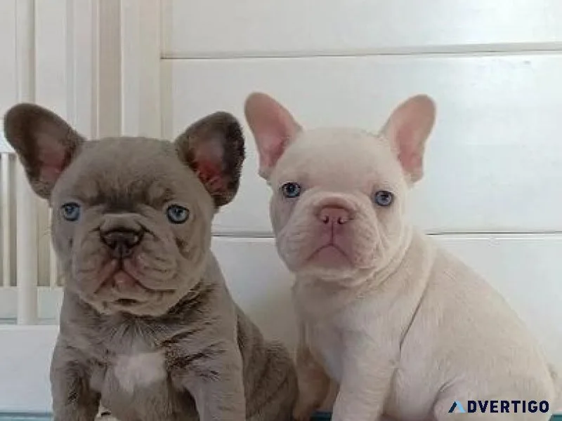 Healthy French Bulldog Pups