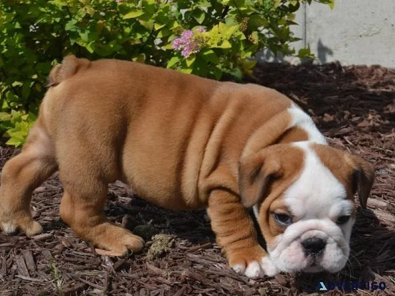 Amazing English bulldog puppies