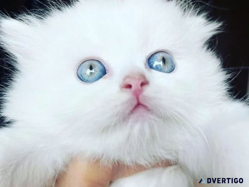 Beautiful Cat for sell