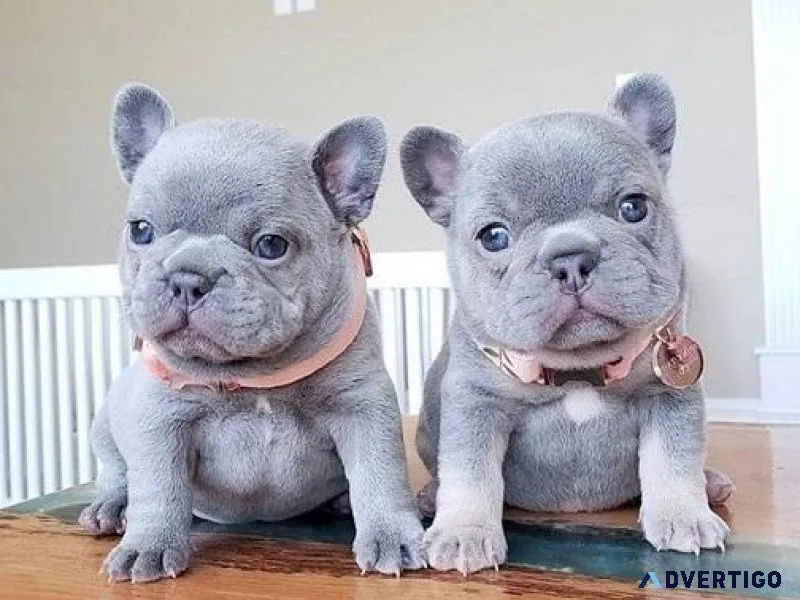 Purebred Akc French Bulldog Puppies