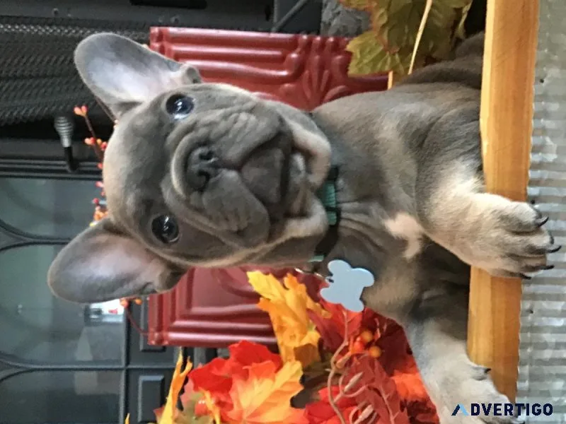 AKC French bulldog puppies