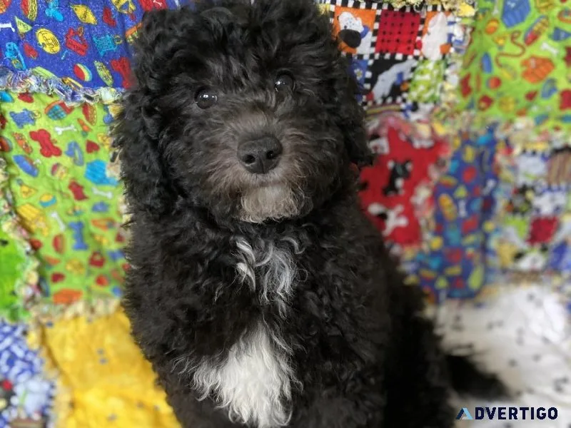 F1b mini Goldendoodle puppies