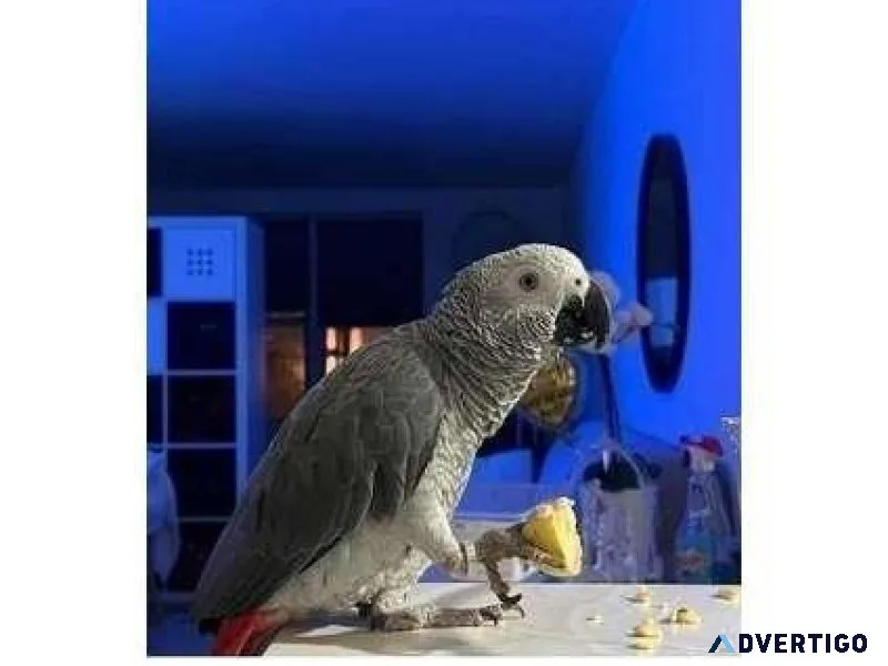 JDA 2 African Grey Parrots Available for Sale