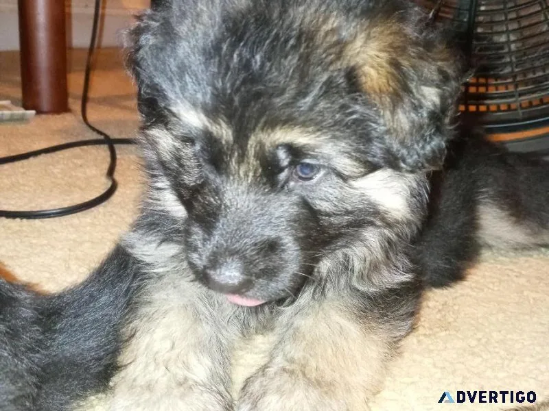 Long Coat German Shepherd Puppies