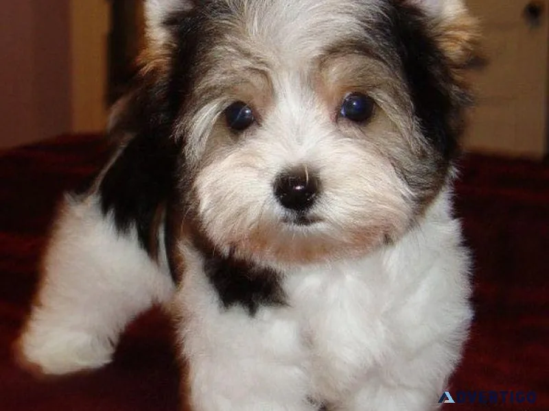 Excellent Biewier Pups
