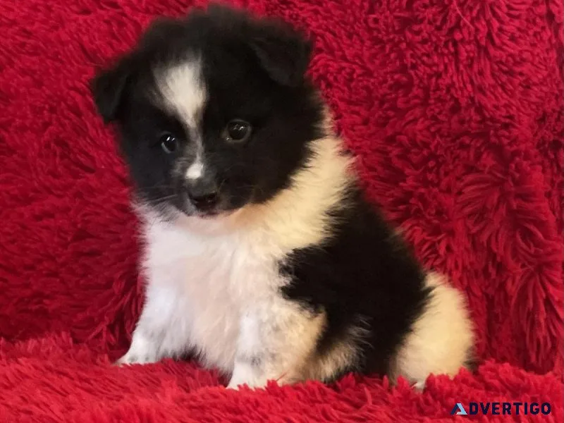 Pomeranian Puppies
