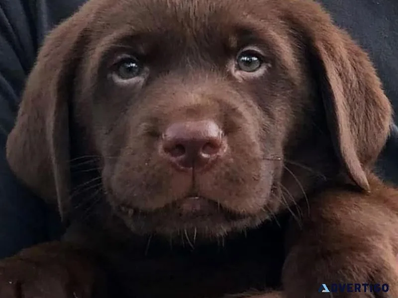 Chocolate Labrador Retriever Puppies