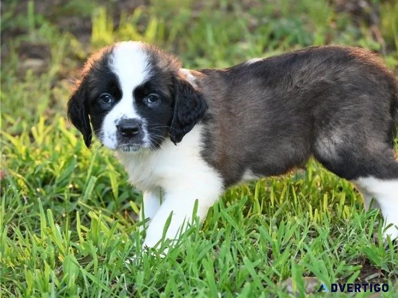 Gorgeous Saint Bernard Puppies For Sale.