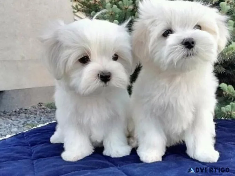 Cute Maltese Puppies
