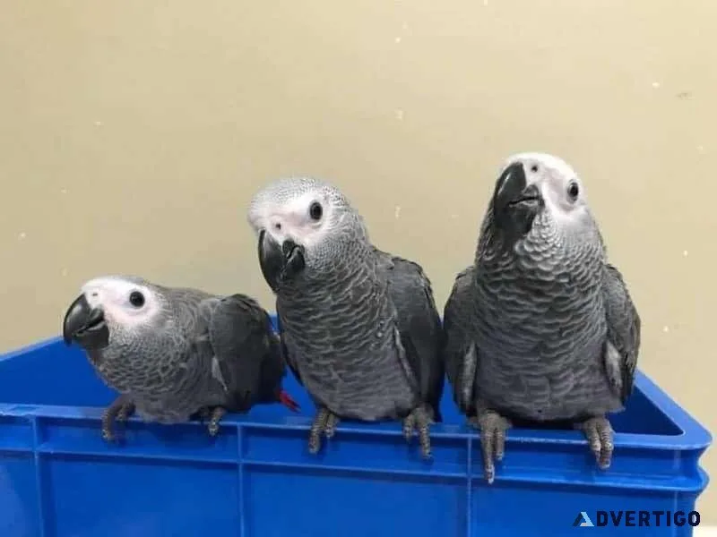 Well Socialized African Grey Parrots with Cage for sale.