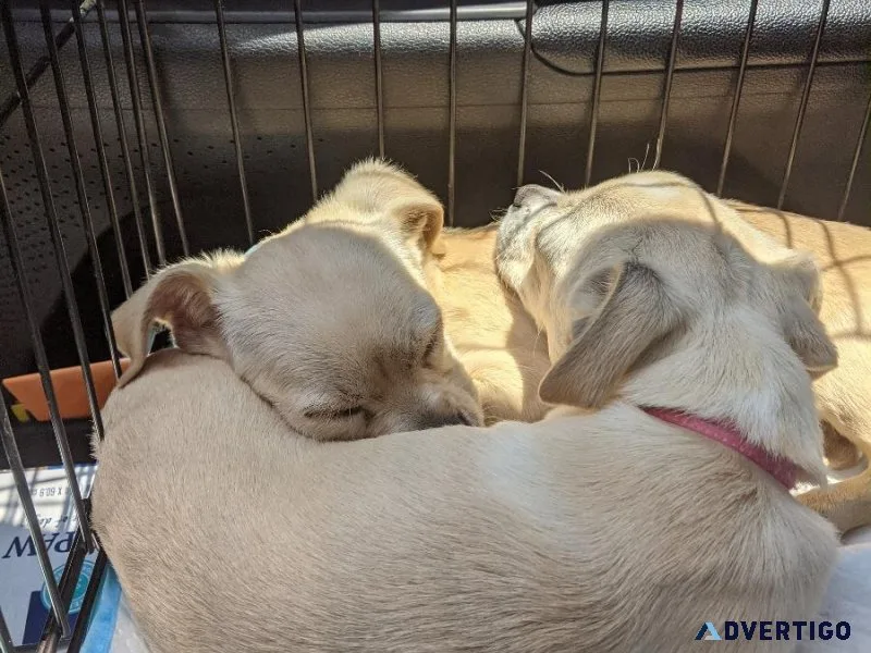 Two chiweenies females for sale