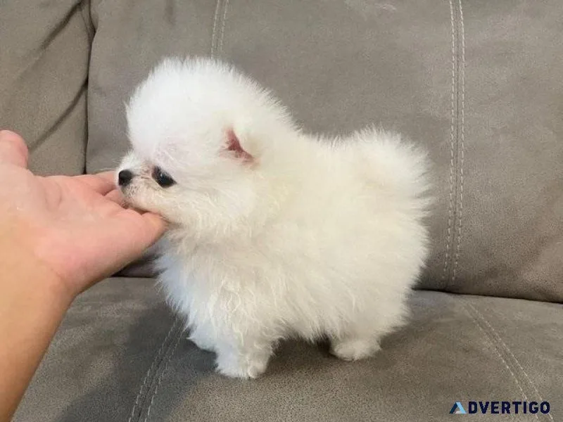 Quality Kc Reg White Pomeranian Puppies Ready To Go