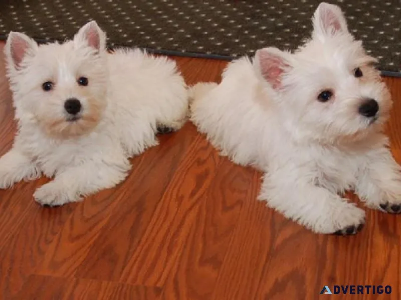 Cute Westie puppies