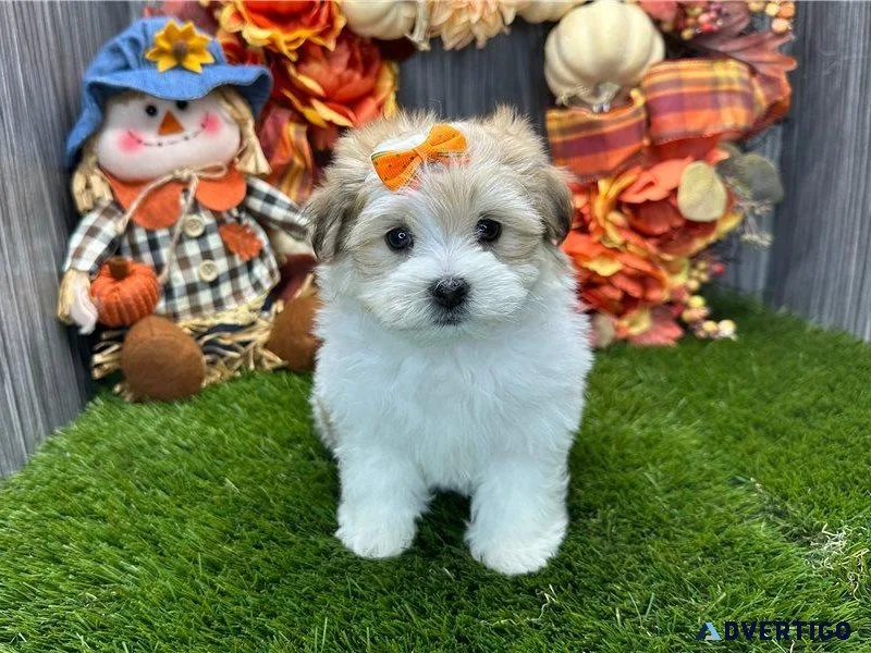 FEMALE PUPPY FOR SALE