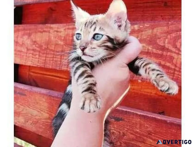 2 VBV purebred Bengal kitten for Sale