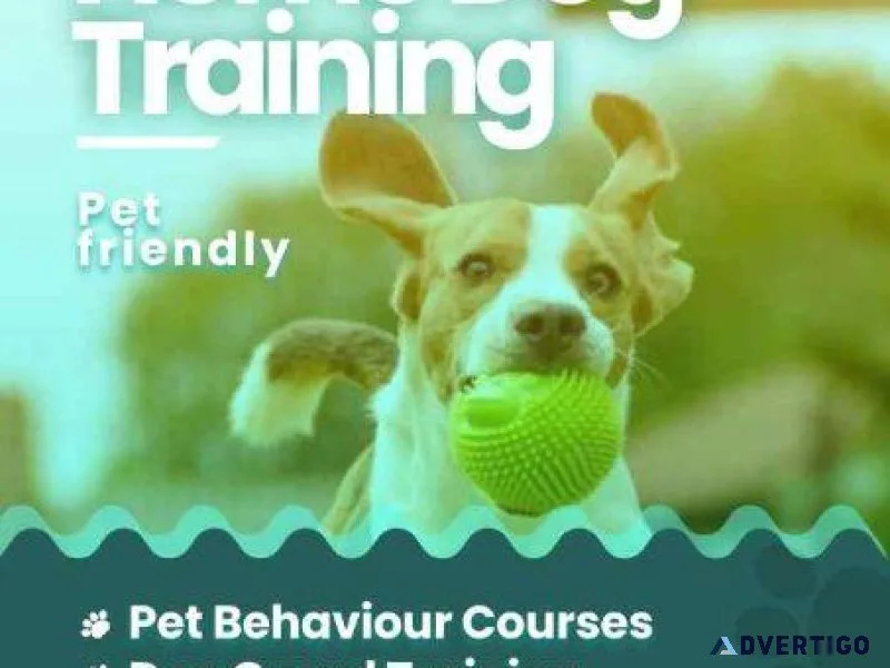 Dog Training Bangalore