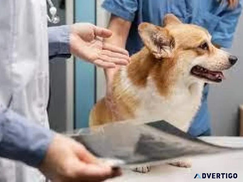 Trusted Veterinary Care in Noida  Vet Land Pet Clinic