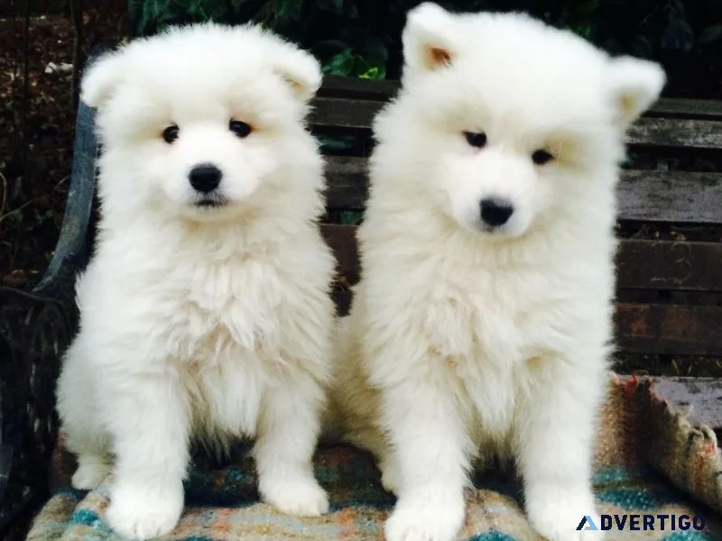 Affordable Samoyed Puppies
