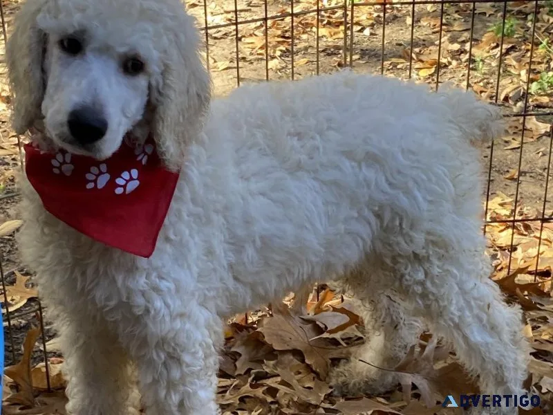 Standard Poodle Rehoming