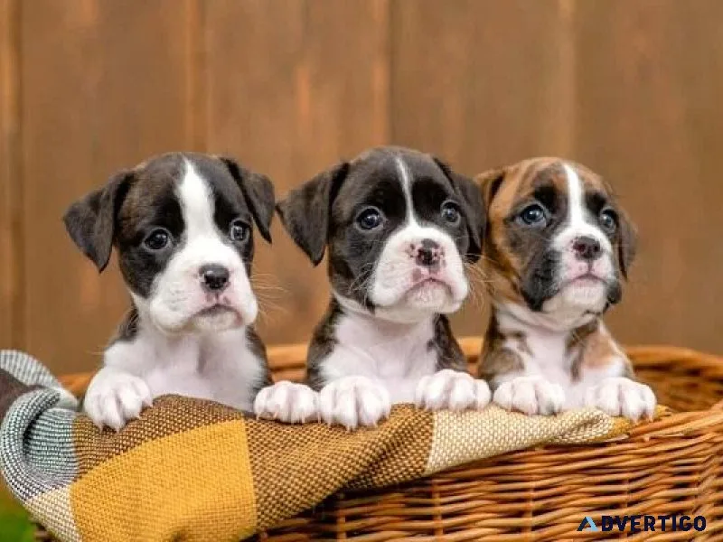 Adorable Boxer Puppies
