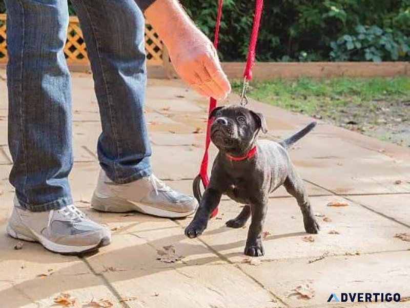 Best Dog Trainer in Jaipur  Expert Guidance
