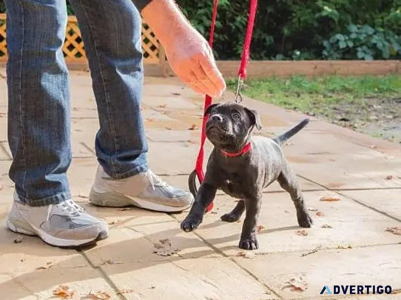 Best Dog Trainer in Jaipur  Expert Guidance