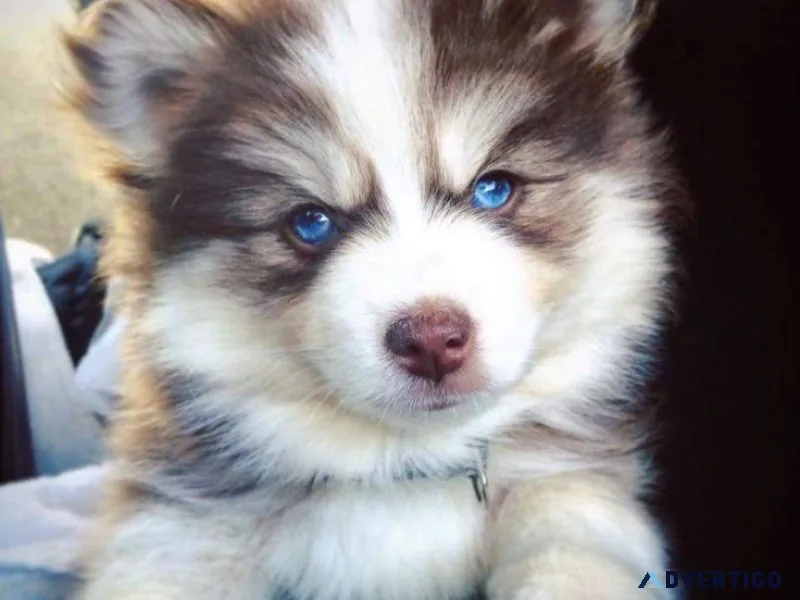 Adorable Pomsky Pups