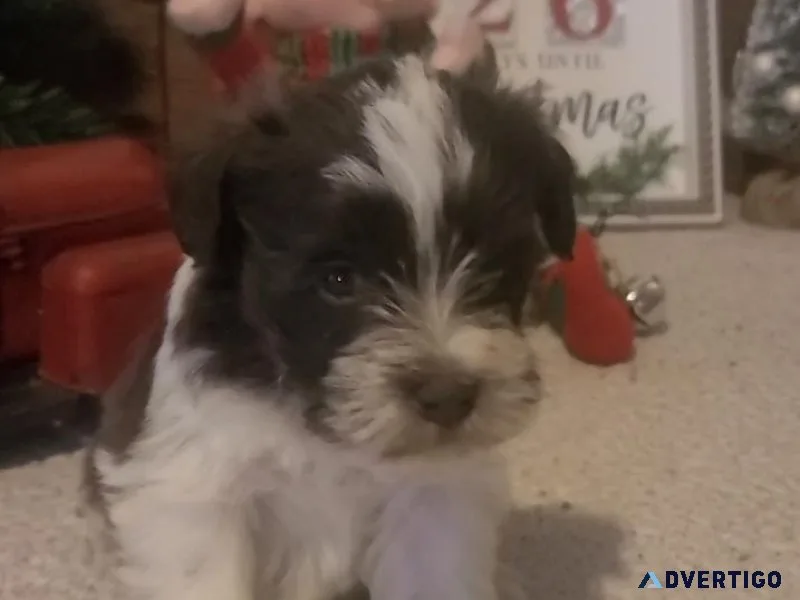 Mini Schnauzer babies